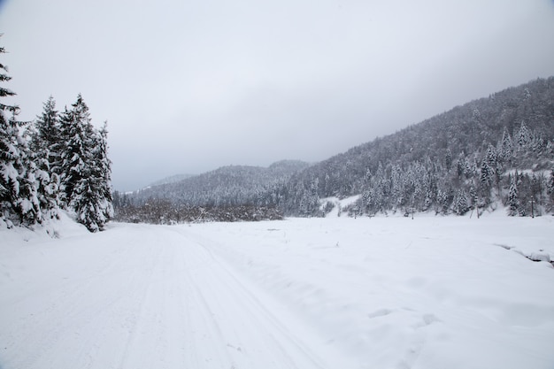 Fondo de Navidad con abetos nevados, hermoso paisaje de montaña de invierno