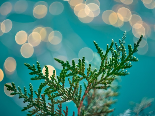 Fondo de Navidad abstracto bokeh con ramas de thuja. Luces de Navidad.