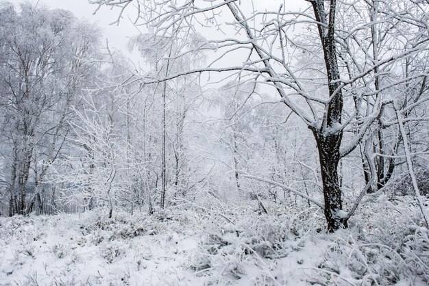 Fondo de Navidad con árboles nevados Saludos de vacaciones de invierno