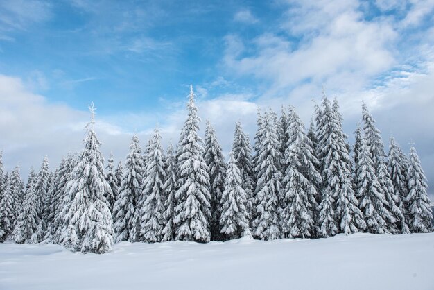 Fondo de Navidad bosque cubierto de nieve escénico en invierno