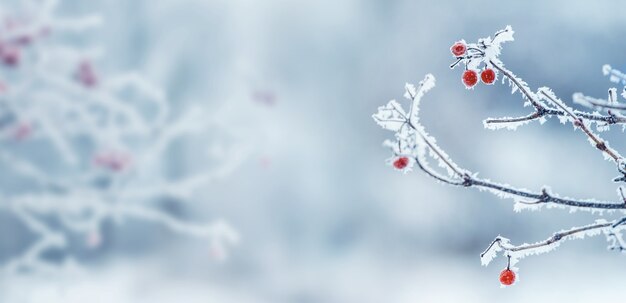 Fondo de Navidad de invierno con frutos rojos de viburnum sobre un fondo azul claro, espacio de copia