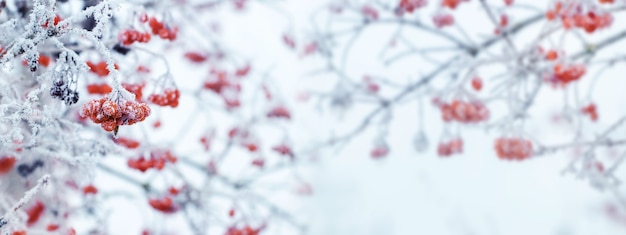 Fondo de Navidad de invierno con frutos rojos de viburnum sobre un fondo claro durante una nevada, panorama