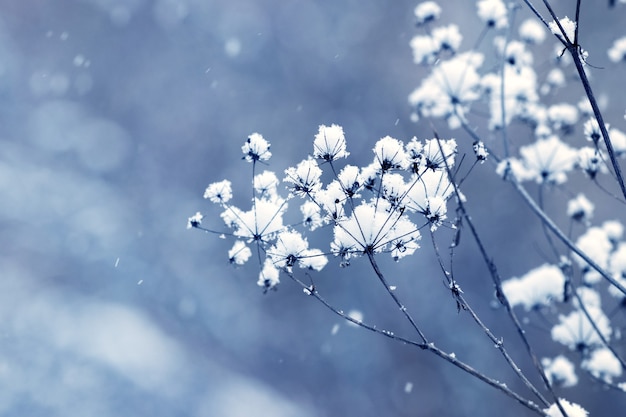 Fondo de Navidad de invierno con tallos de plantas secas cubiertas de nieve