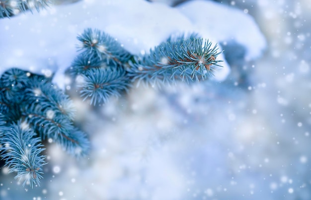 Fondo navideño con ramas de abeto nevadas y copos de nieve que caen