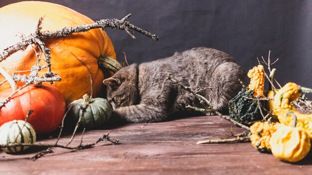 fondo negro con calabazas de halloween