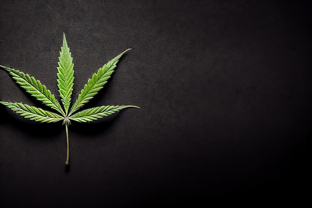 Fondo negro con hojas de plantas de cannabis enderezadas y extendidas