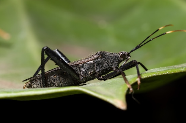 fondo negro insecto búho depredador piernas
