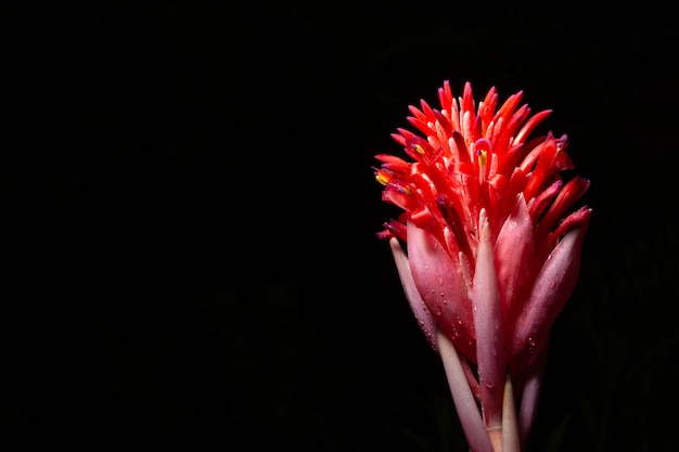 Fondo negro macro de flor rosa