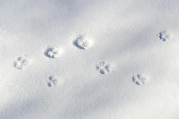 Fondo nevado con rastros de un animal salvaje en un soleado día de invierno