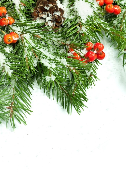 Fondo de Nochebuena aislado sobre fondo blanco.