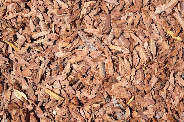 El fondo o la textura del mantillo de pino se utilizan pequeñas astillas de madera para cubrir el suelo en el jardín