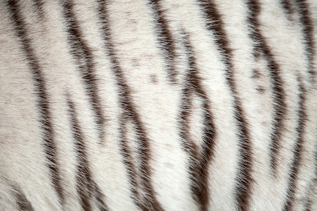 Fondo o textura del modelo del tigre.