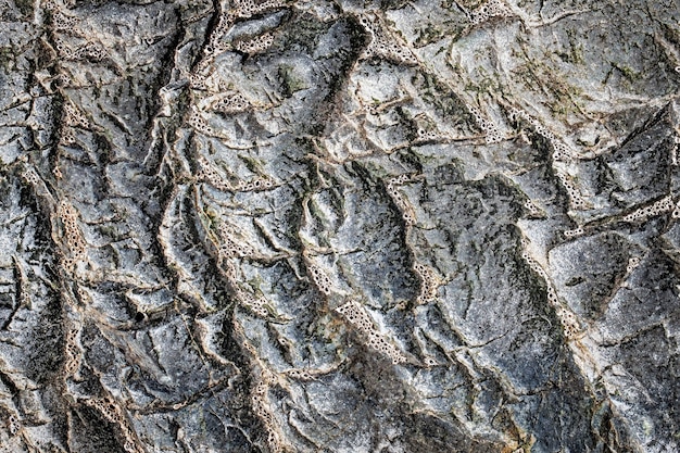 El fondo o la textura de piedra negra gris oscura. Enfoque selectivo