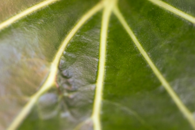 Fondo orgánico de hoja verde de primer plano