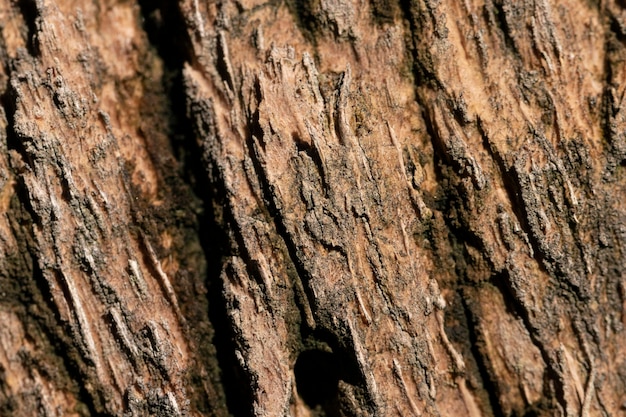 Fondo orgánico de primer plano de concha de árbol