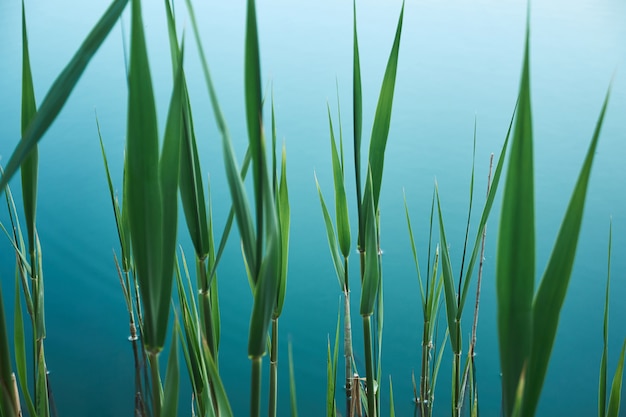 Fondo orgánico tropical con hojas verdes de la espadaña en el agua azul del lago