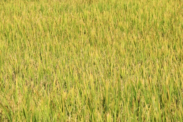 Fondo de oro orgánico de la granja de la planta de arroz de la cosecha.