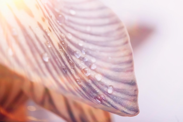 fondo de orquídea de pétalos macro / fondo floral de verano, textura de pétalos de flores, detalles macro