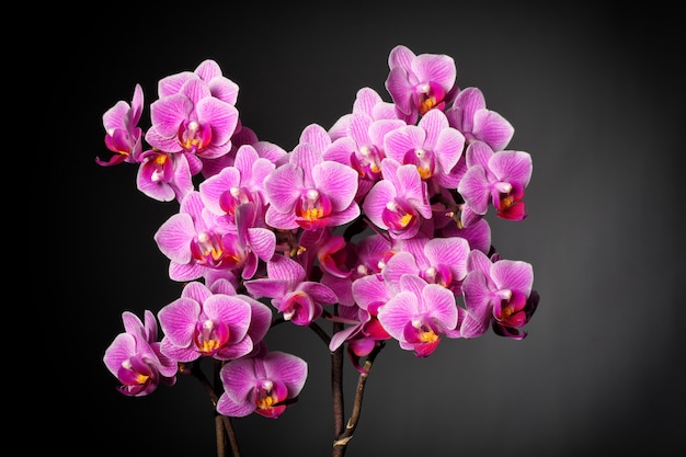 Fondo de orquidea