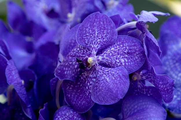 Foto fondo de orquídeas azul oscuro vanda coerulea, vanda azul, vanda coerulea griff. ex lindl.