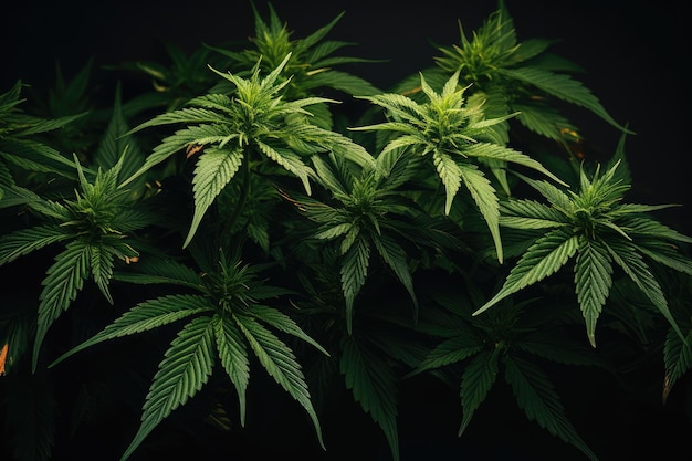 Fondo oscuro con hojas de plantas de cannabis.