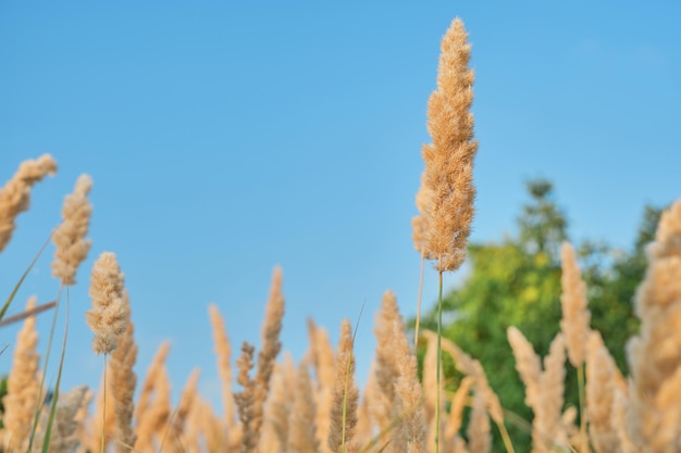 Fondo otoñal borroso de hierba seca contra un cielo azul Enfoque selectivo en un tallo de juncos a la luz dorada de una puesta de sol Idea de fondo o salvapantallas para el concepto de hierba de verano de fondo natural