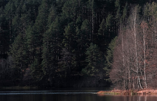 Fondo otoñal natural de un bosque de abetos oscuro y abedules jóvenes.