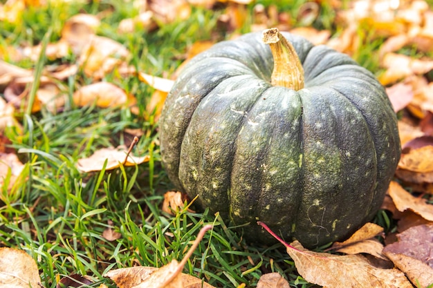 Fondo otoñal otoño otoño calabaza en hojas secas de otoño fondo de jardín octubre al aire libre