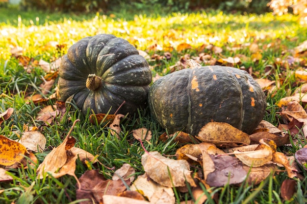 Fondo otoñal otoño otoño calabazas en otoño hojas secas jardín fondo exterior octubre septiembre