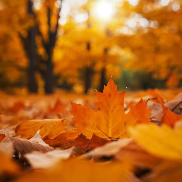 Fondo de otoño abstracto con hojas de naranja copia el espacio bokeh