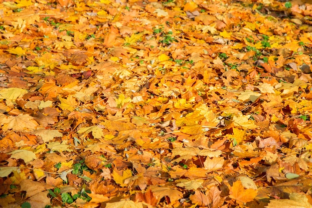 Fondo de otoño amarillo hojas caídas en el suelo