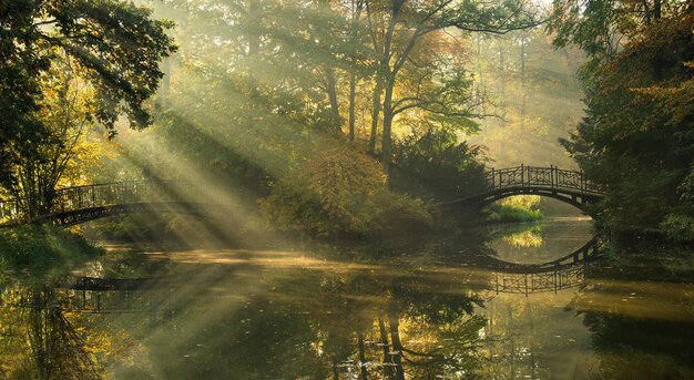 Fondo de otoño con árboles y rayos de sol