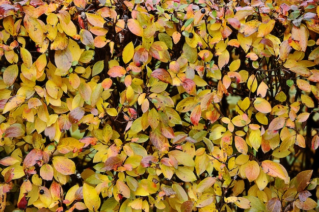 Fondo de otoño arbusto recortado