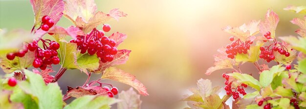 Fondo de otoño con bayas rojas de viburnum sobre un fondo borroso en un clima soleado