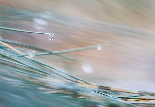 Fondo de otoño borroso Enfoque suave césped ornamental Festuca azul con gota de agua