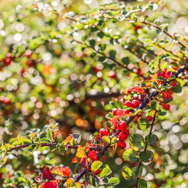 Foto fondo de otoño borroso frutos rojos en una rama de cotoneaster a la luz del sol