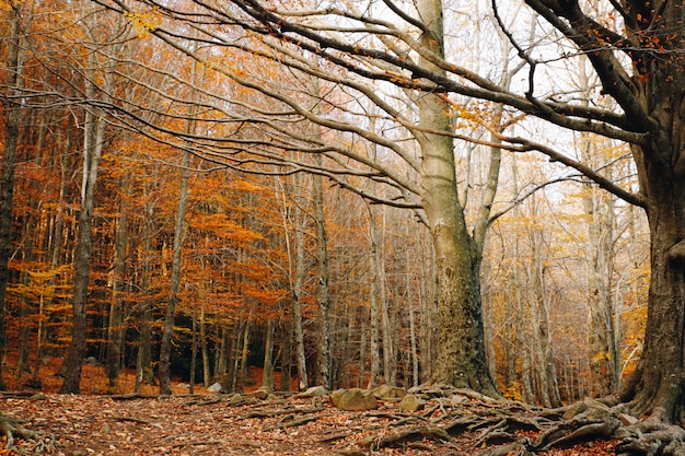 Foto fondo de otoño de un bosque colorido con hojas de naranja en los árboles y grandes raíces en el suelo