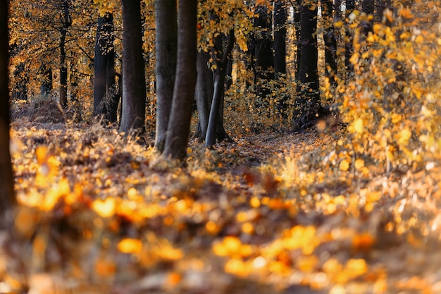 Fondo de otoño. Bosque de otoño. Primer plano borroso.