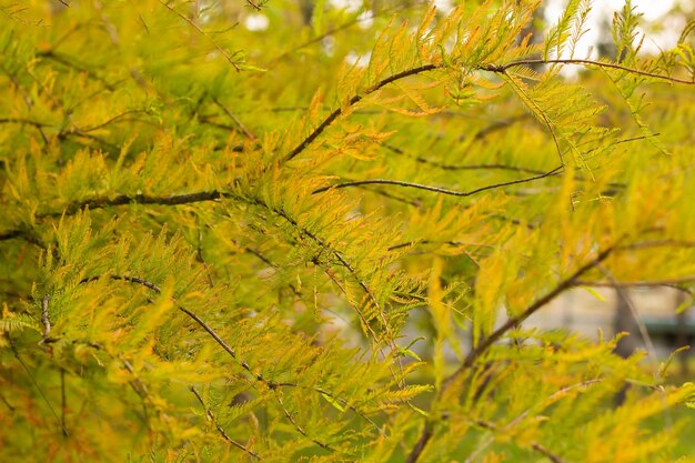 Fondo de otoño en el bosque