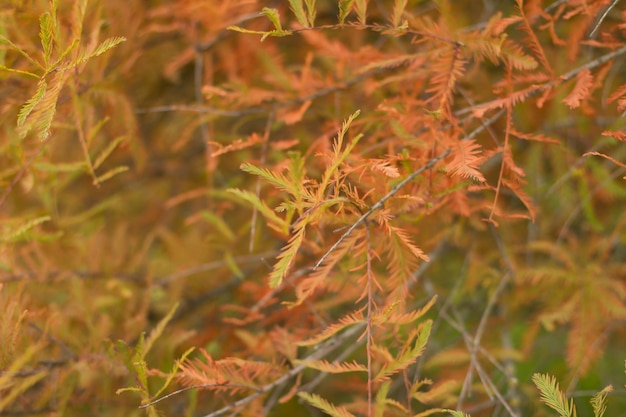 Fondo de otoño en el bosque