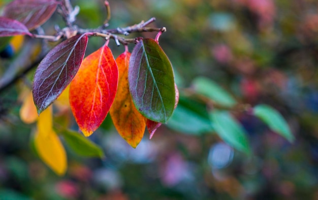 Fondo de otoño brillante hojas y frutos de chokeberry Bush