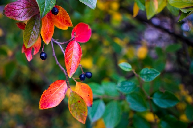 Fondo de otoño brillante hojas y frutos de chokeberry Bush