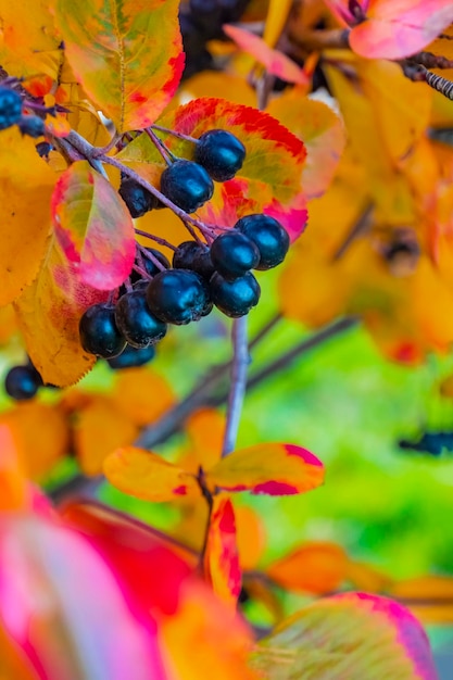 Fondo de otoño brillante hojas y frutos de chokeberry Bush