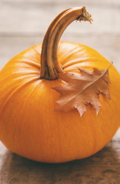 Fondo de otoño con calabaza