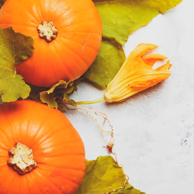 Fondo de otoño con calabazas y hojas espacio de vista superior de mesa gris para texto