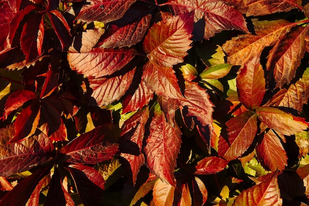 Fondo de otoño de cinco hojas de uvas de doncella roja