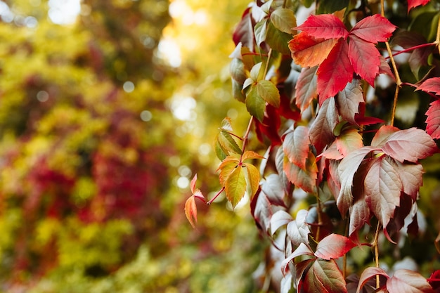 Fondo de otoño de cinco hojas de uvas de doncella roja