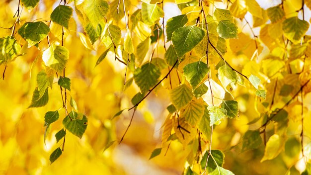 Fondo de otoño con coloridas hojas de abedul en un árbol en tiempo soleado
