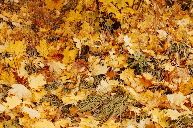 Fondo de otoño con coloridas hojas de arce tendido en el suelo. Alfombra de hojas amarillas naturales. Papel pintado de follaje, follaje de arce