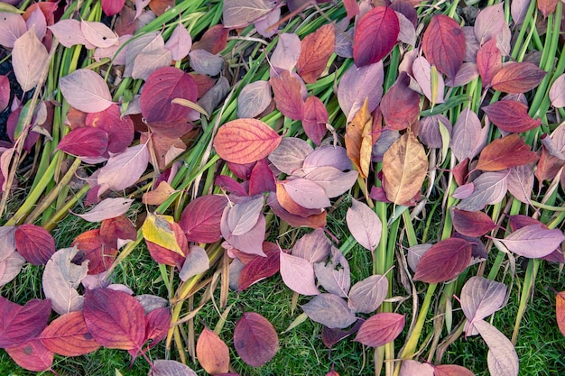 Fondo de otoño de coloridas hojas brillantes sobre hierba verde